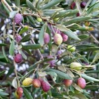 L’Olivier Verdale de l’Hérault est la variété la…
